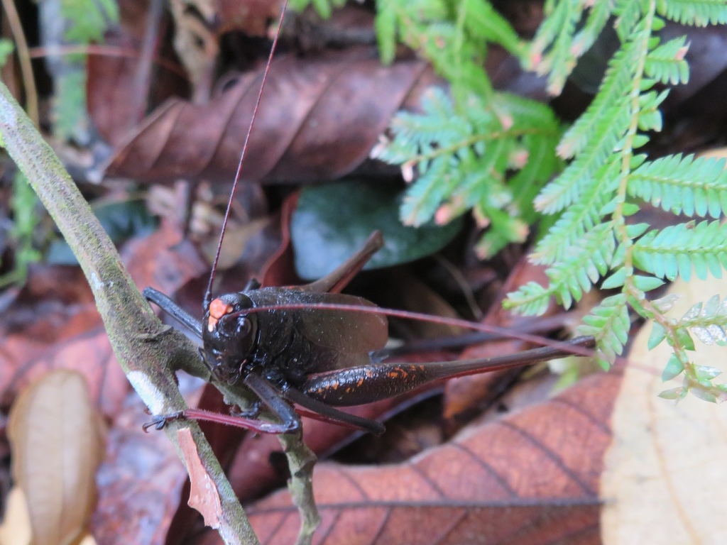 Macroscirtus