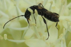 Molorchus bimaculatus