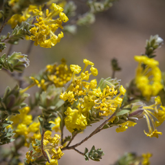 Lasiosiphon polyanthus