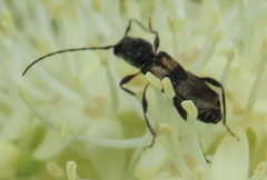 Molorchus bimaculatus