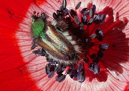 Pygopleurus israelitus · iNaturalist