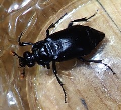 Nicrophorus nigrita