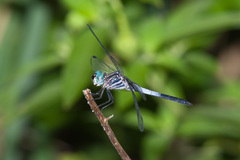 Cannaphila insularis