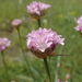 Armeria arenaria - Photo (c) guillaume_papuga, μερικά δικαιώματα διατηρούνται (CC BY-NC), uploaded by guillaume_papuga