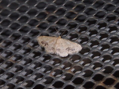 Idaea chotaria