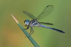 Cannaphila insularis