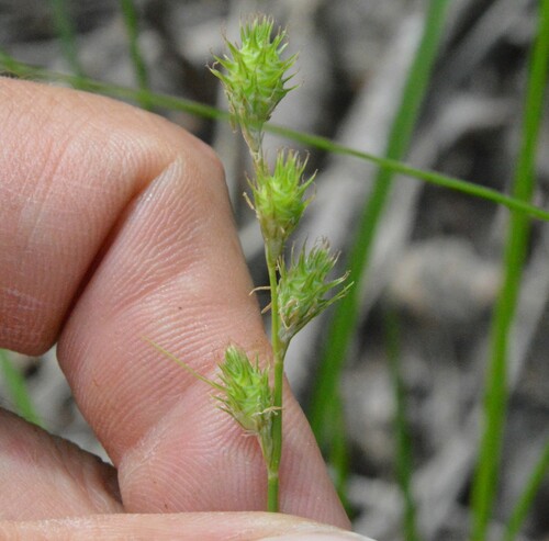 Image of Carex reniformis by (c) Dan Johnson, some rights reserved (CC BY)