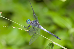 Cannaphila insularis