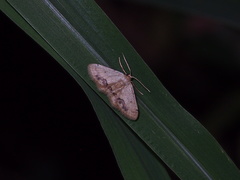 Idaea chotaria