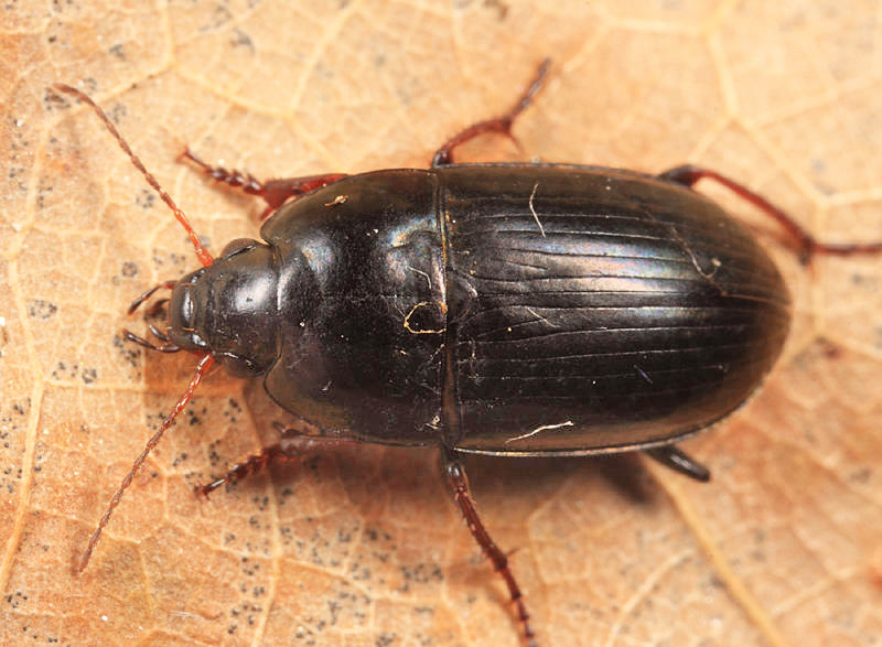 Amara crassispina