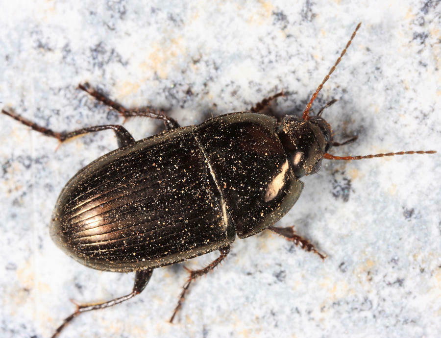Amara cupreolata