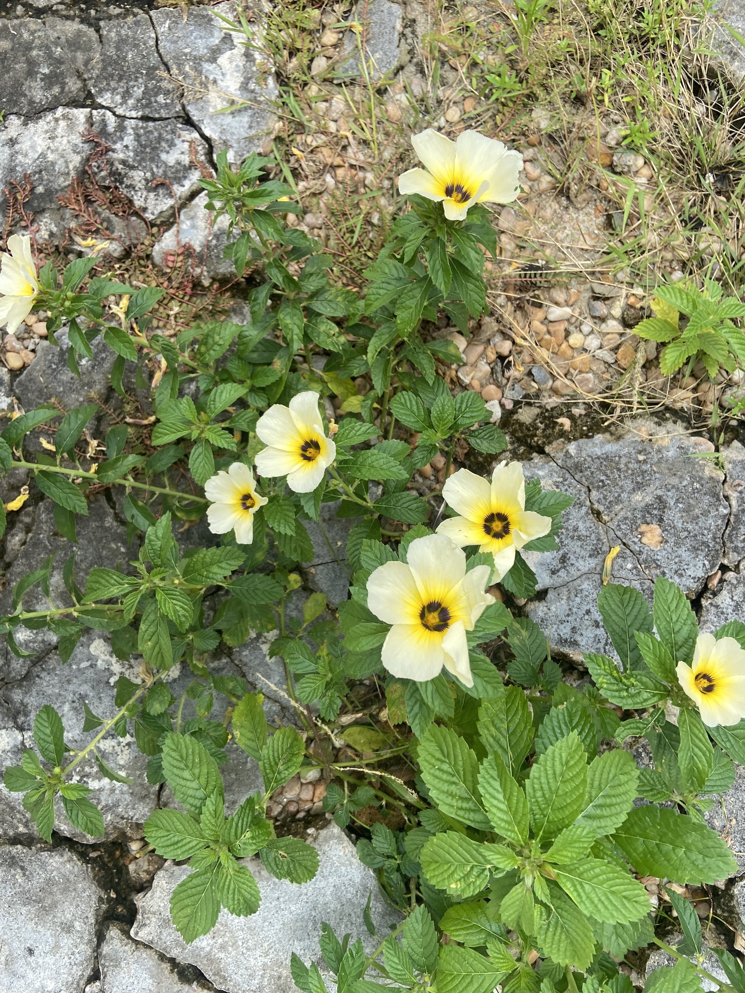 Turnera subulata