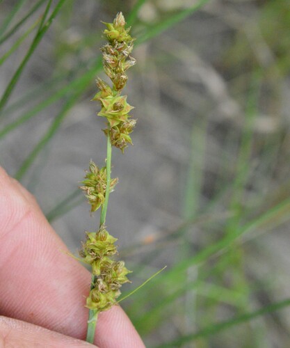 Image of Carex fissa by (c) Dan Johnson, some rights reserved (CC BY)