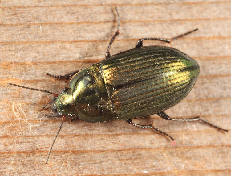 Amara patruelis