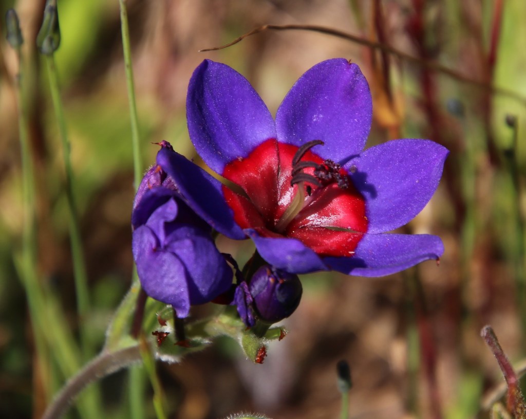 Babiana rubrocyanea, Waylands Nature Reserve