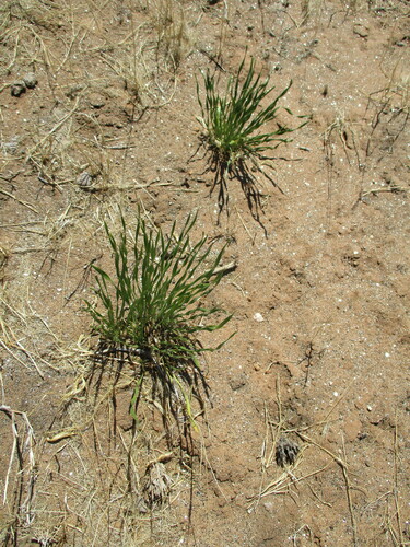 Image of Pancratium tenuifolium by no rights reserved