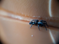 Poecilochroa albomaculata