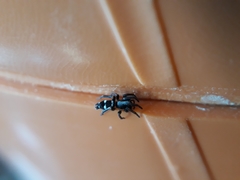 Poecilochroa albomaculata