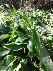 Symphytum officinale