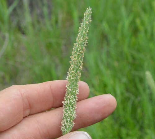 Image of Phalaris angusta by (c) Dan Johnson, some rights reserved (CC BY)