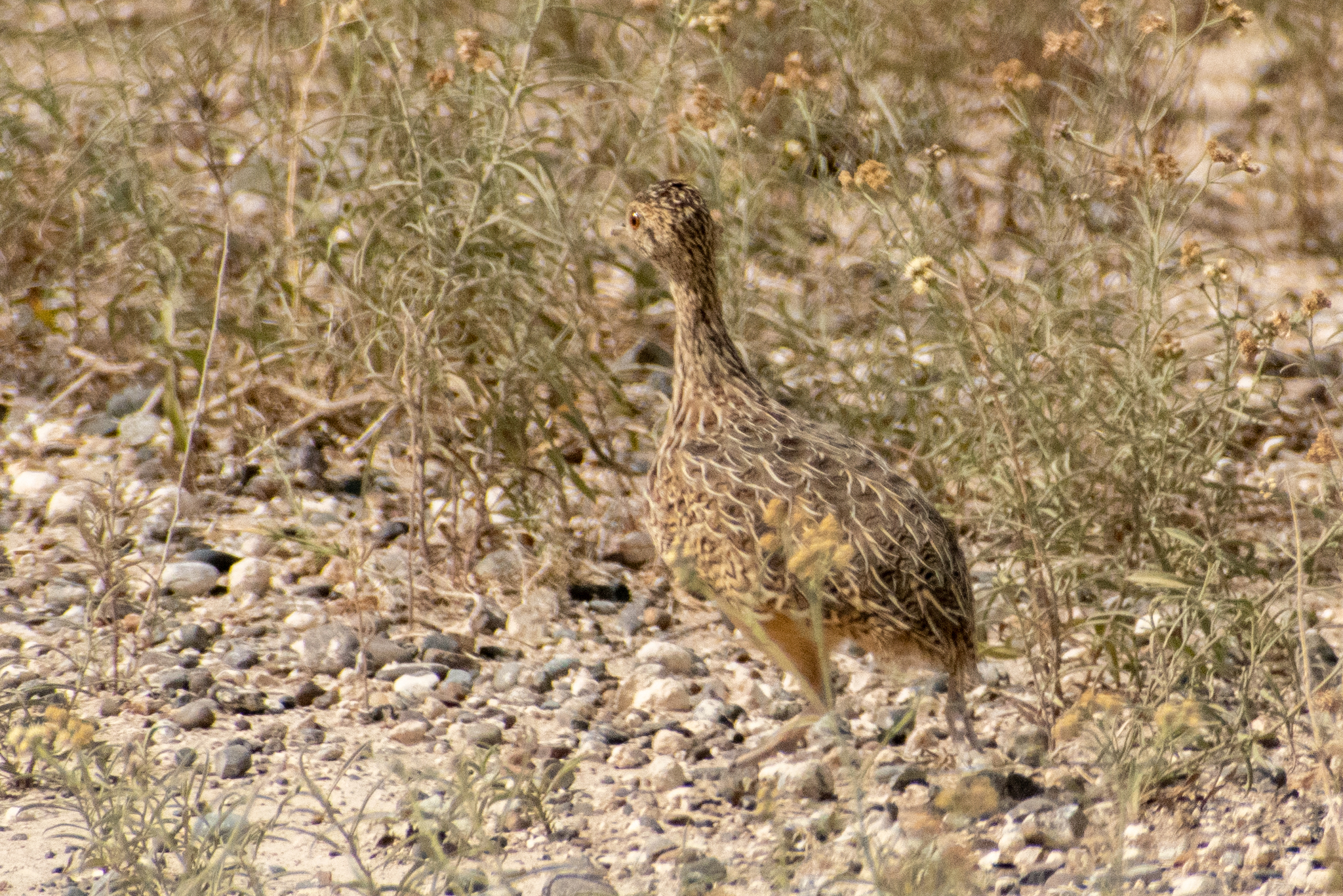 Darwin's Nothura (Nothura darwinii), photo 3