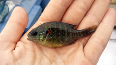 Lepomis peltastes