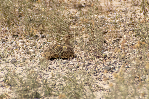 Darwin's Nothura (Nothura darwinii), photo 2