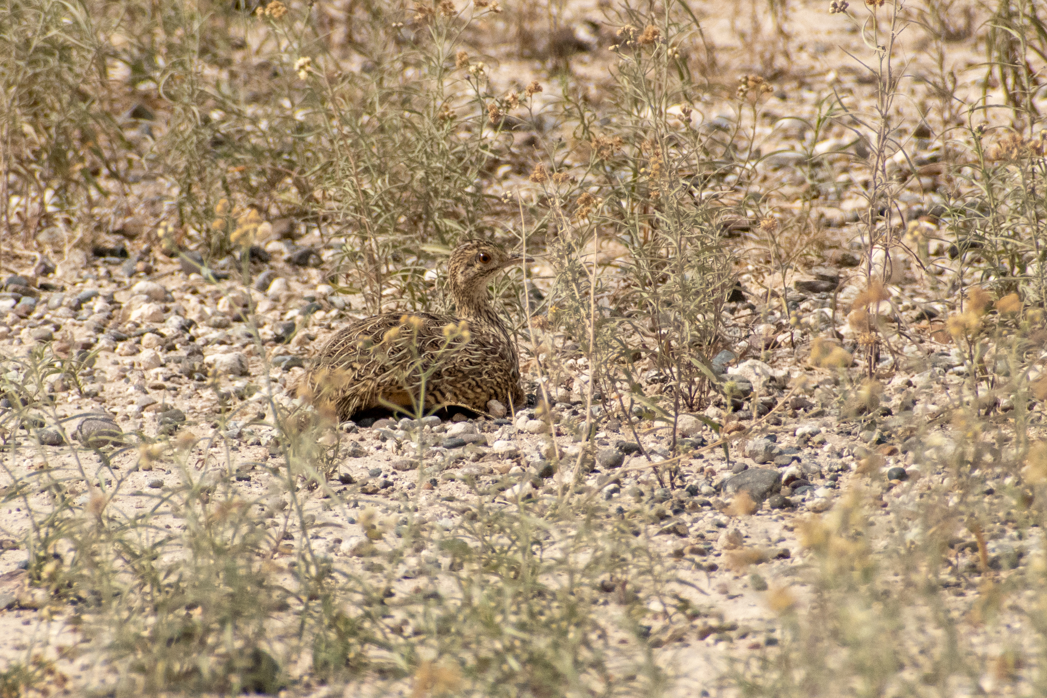 Darwin's Nothura (Nothura darwinii), photo 2