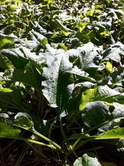 Symphytum officinale