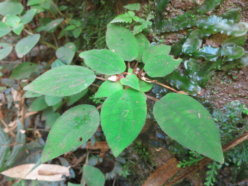 Calvoa hirsuta