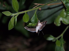 Idaea chotaria
