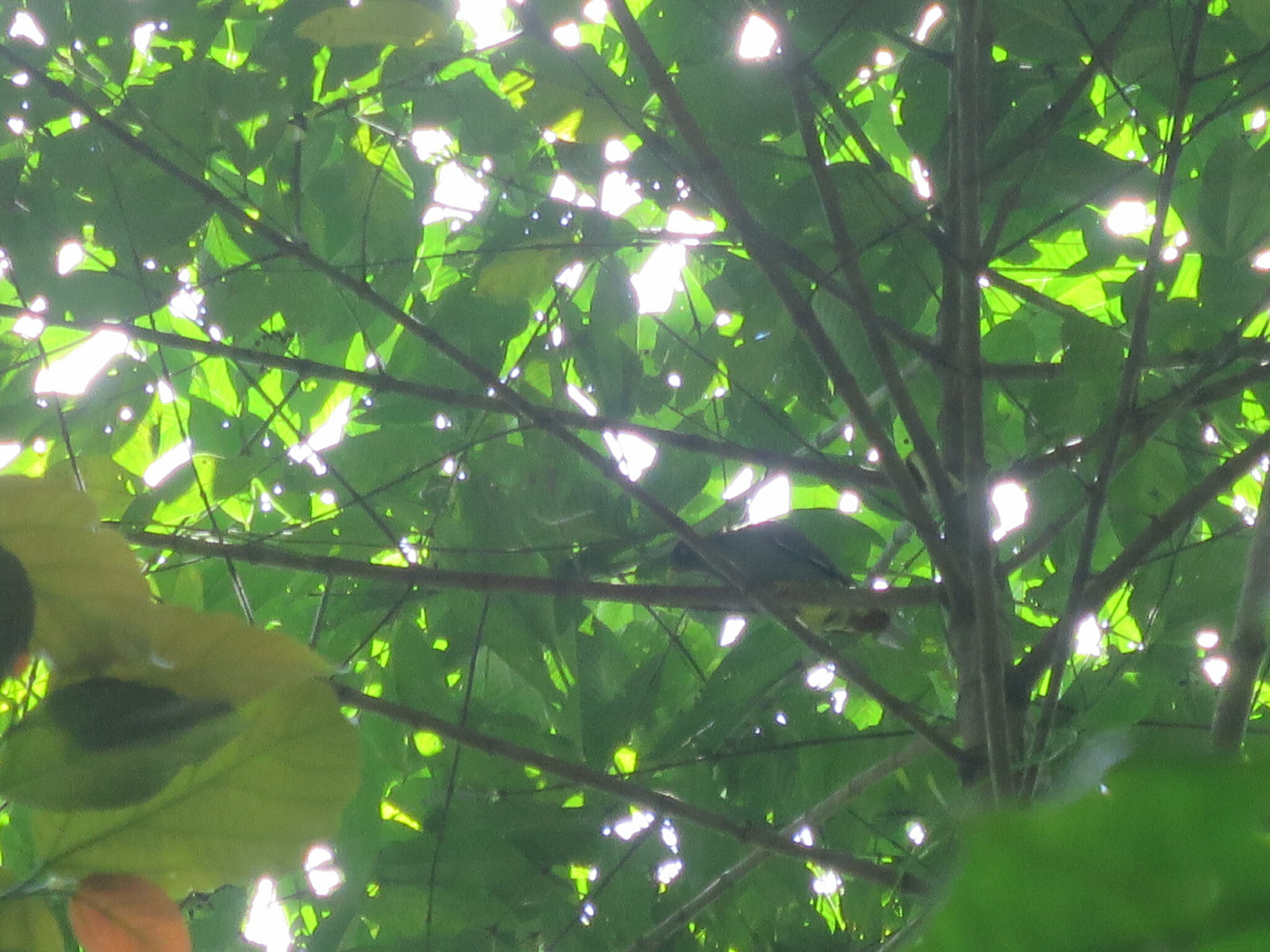 Sao Tome Green Pigeon (Treron sanctithomae), photo 4