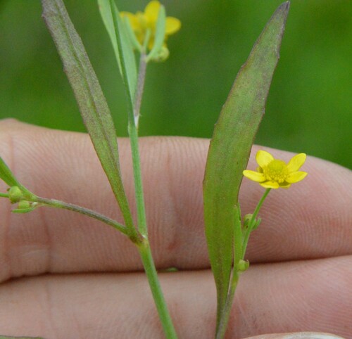 Image of Ranunculus laxicaulis by (c) Dan Johnson, some rights reserved (CC BY)