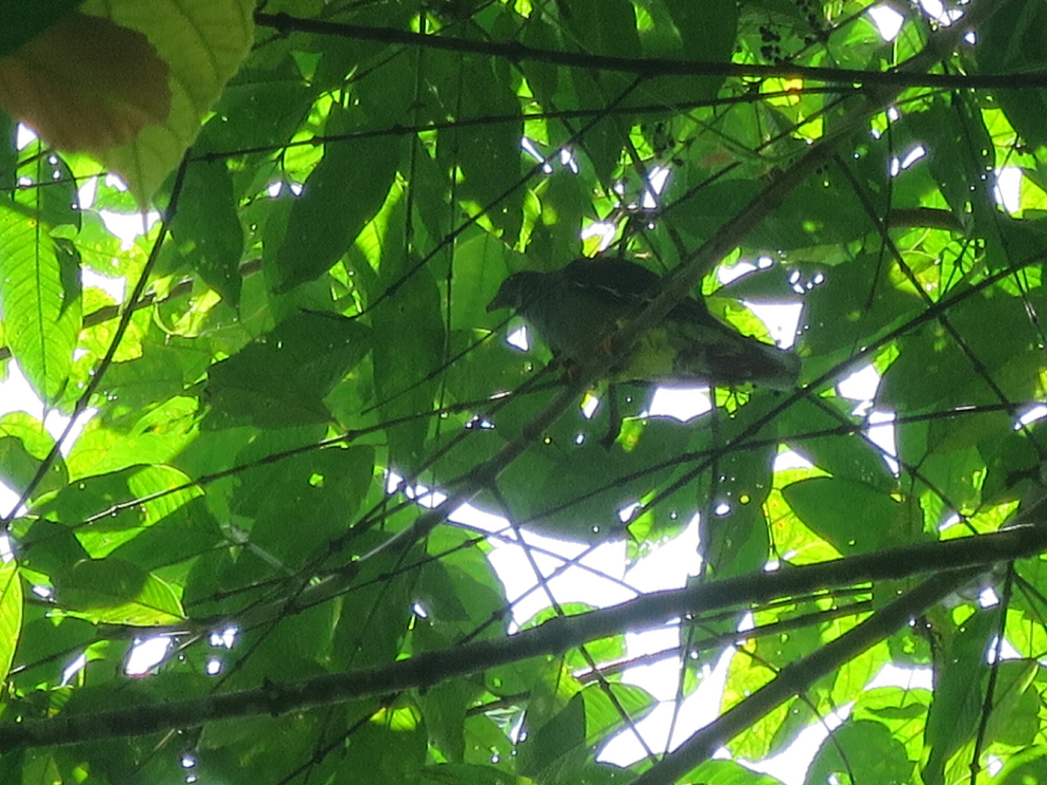 Sao Tome Green Pigeon (Treron sanctithomae), photo 3