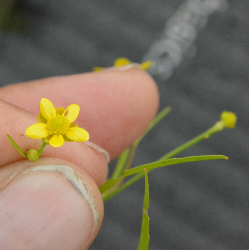 Image of Ranunculus laxicaulis by (c) Dan Johnson, some rights reserved (CC BY)