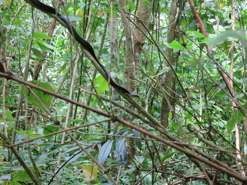 São Tomé Cobra