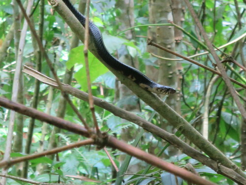 São Tomé Cobra