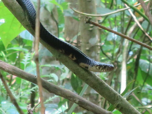 São Tomé Cobra