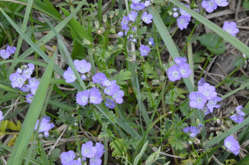 Smooth phacelia (Phacelia glabra)