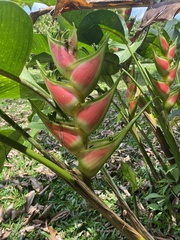 Heliconia wagneriana image