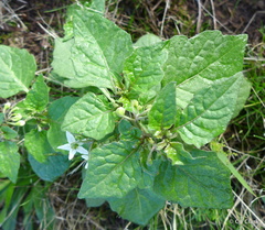 Solanum physalifolium