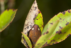 Solenosthedium bilunatum