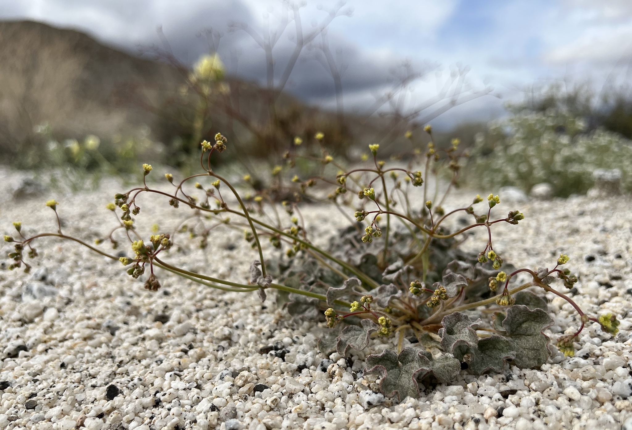 Eriogonum reniforme