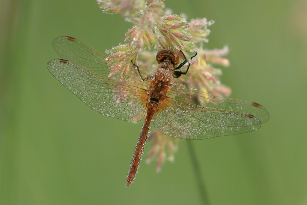 Cherry-faced Meadowhawk from Astotin Lake Recreation Area Elk Island ...