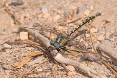 Ophiogomphus morrisoni