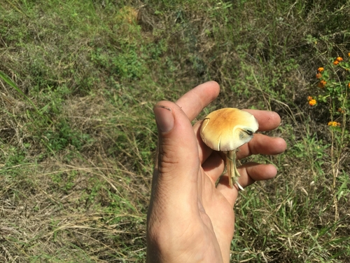 Psilocybe cubensis