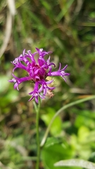 Vernonia acaulis