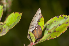 Solenosthedium bilunatum