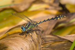 Ophiogomphus morrisoni