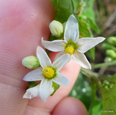 Solanum physalifolium